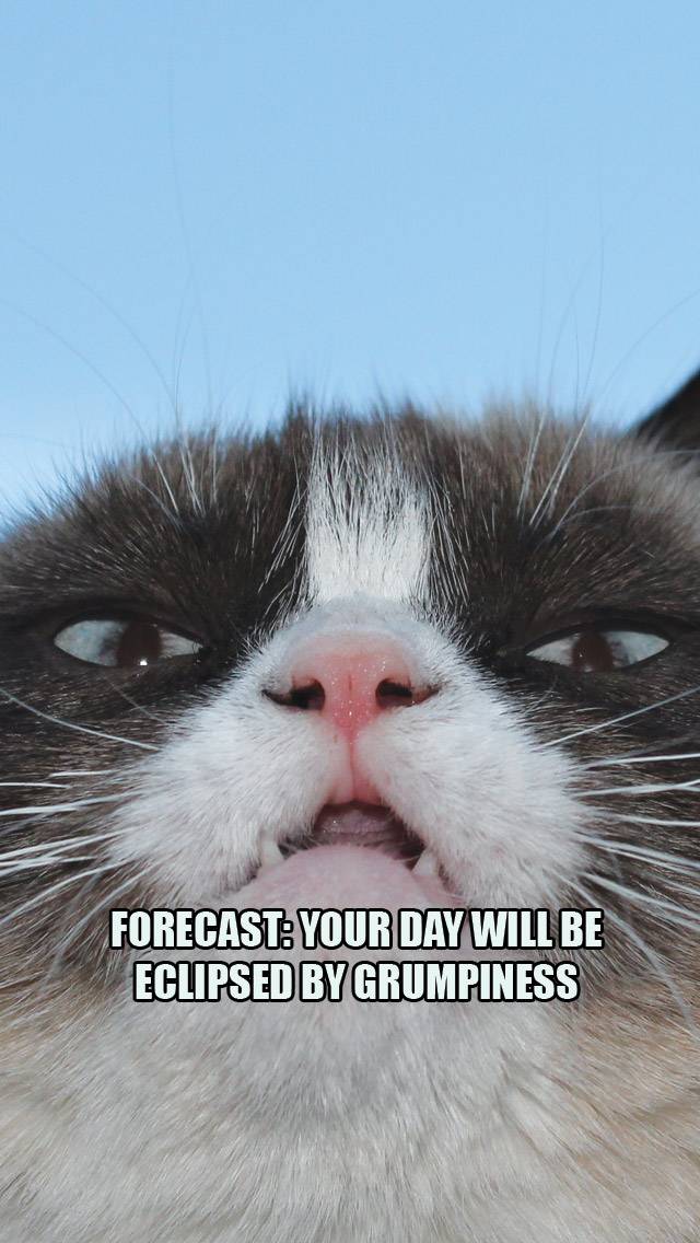 Grumpy Cat Weather showing sunny weather